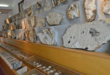 >展示される化石の数々