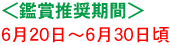 ＜鑑賞推奨期間＞6月20日〜6月30日頃