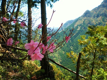 明神山に咲くアカヤシオ