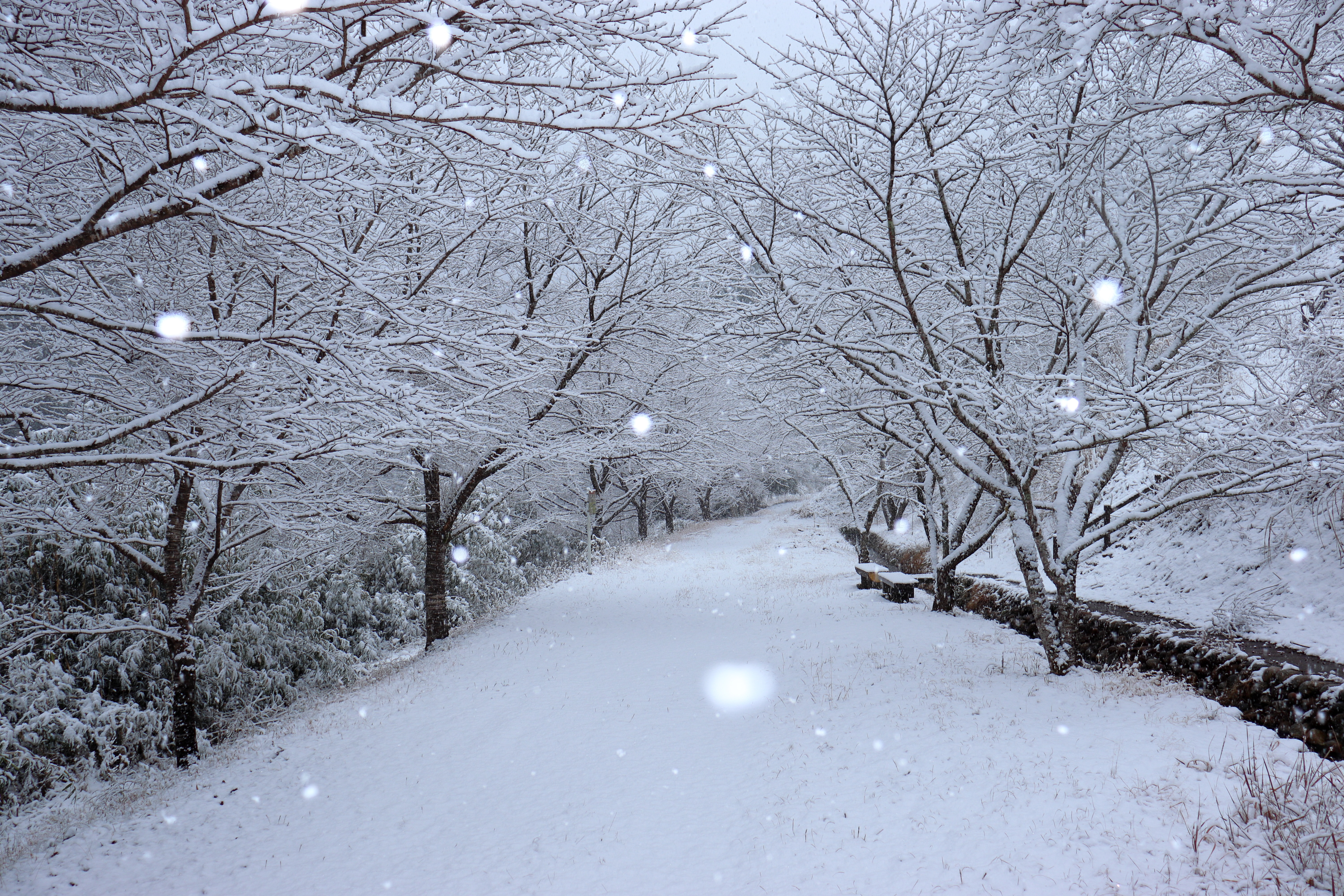 雪